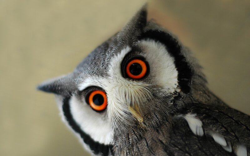 Close-up of Owl — Gray, Intense