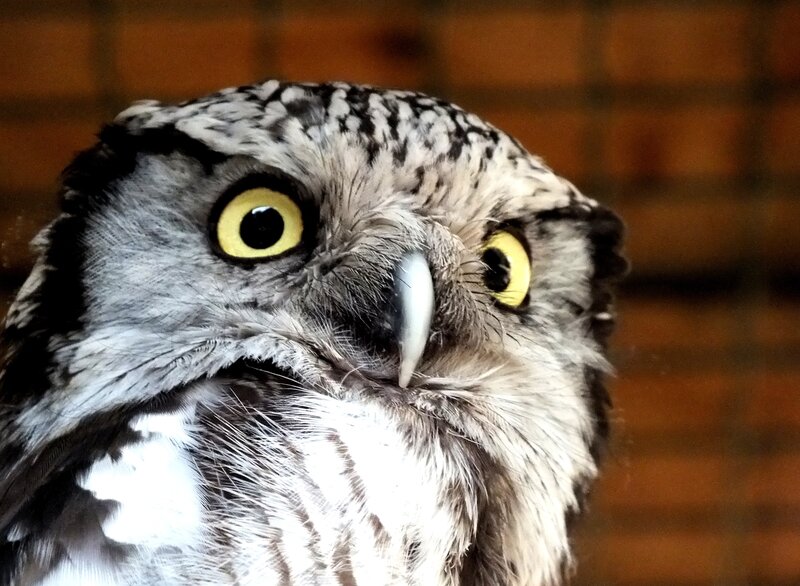 Close-up of Owl — Gray