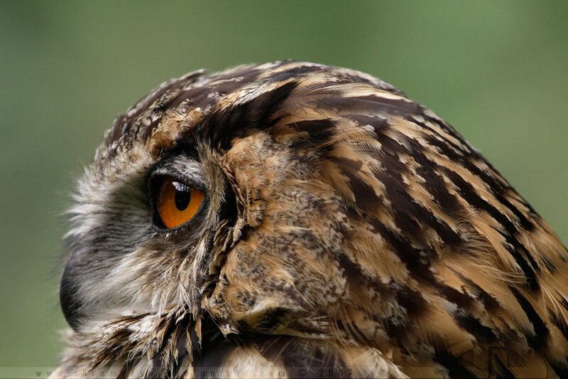 Close-up of Owl Head — Brown, Intense