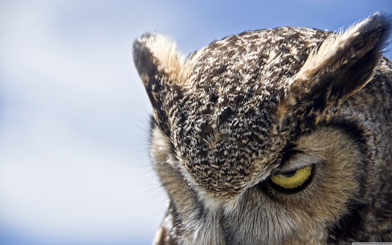 Close-up of Owl Head — Brown