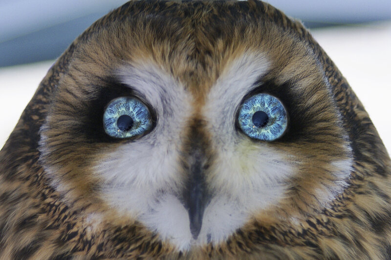 close-up of owl with blue eyes