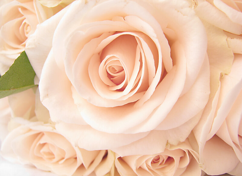 Close-up of Pale Pink Roses