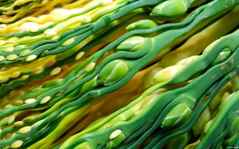 Close-up of palm flower buds