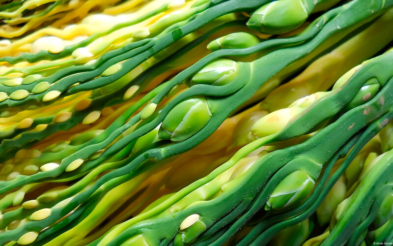 Close-up of Palm Flower