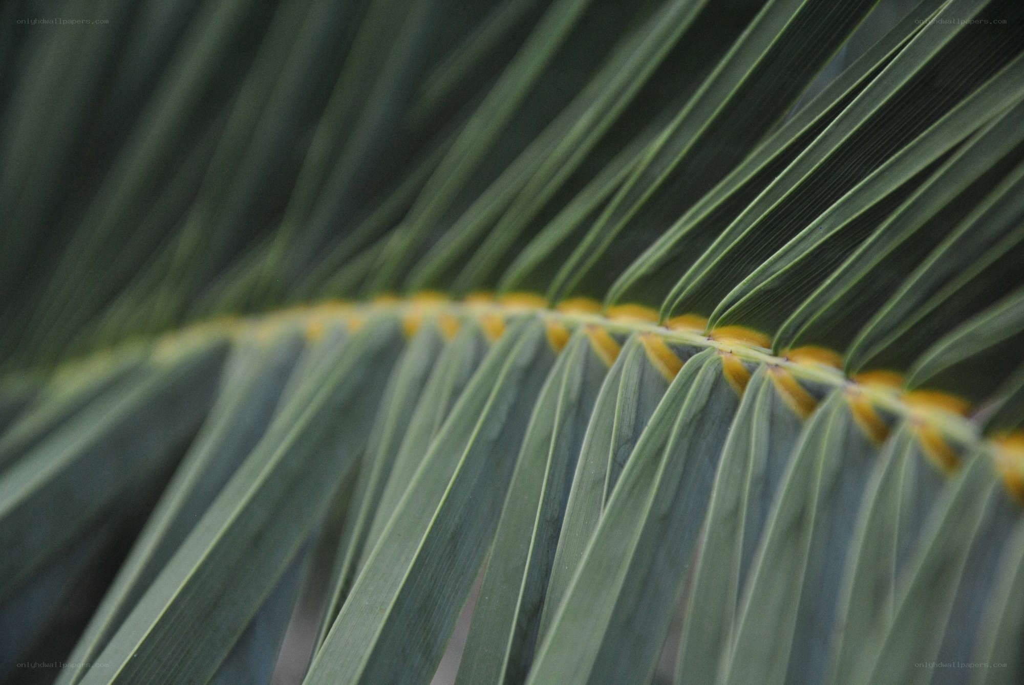 Close-up of palm frond