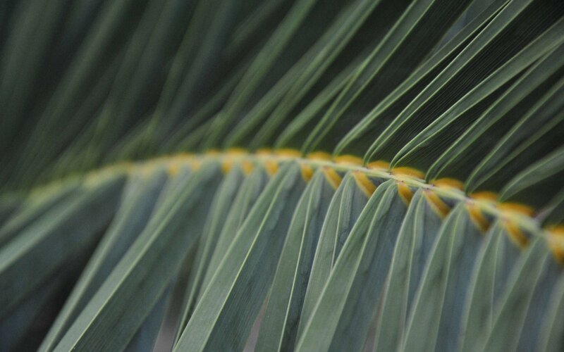 Close-up of palm frond