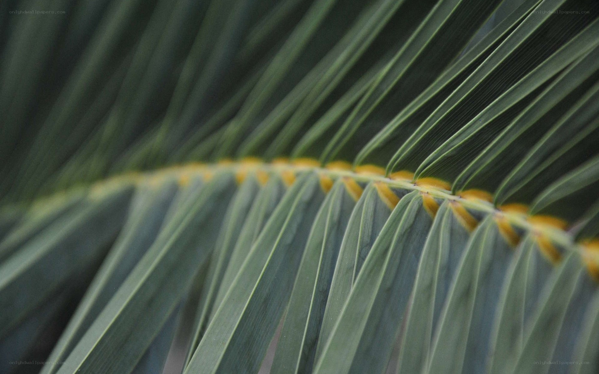 Close-up of palm frond