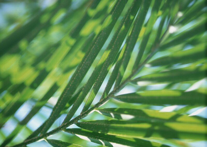 Close-up of palm fronds