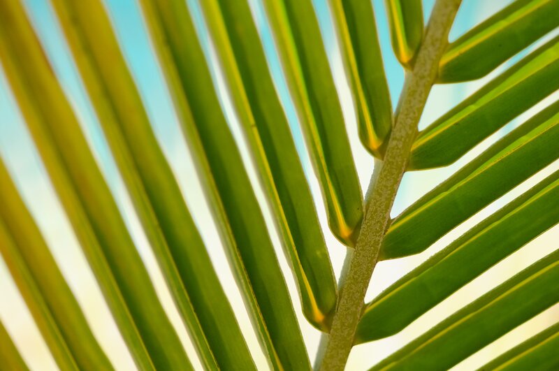 Close-up of palm leaf