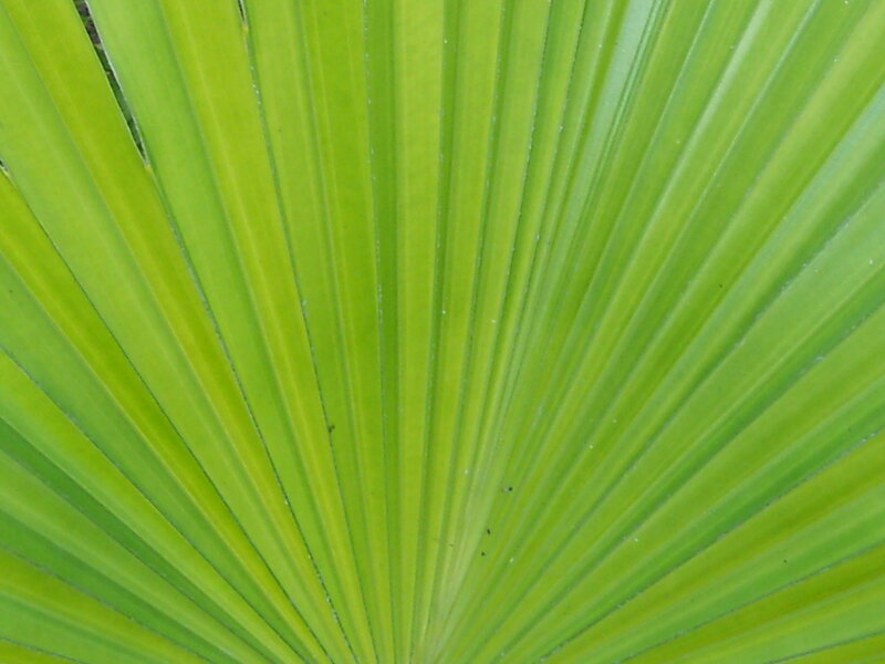 Close-up of Palm Leaf — Green, Calm