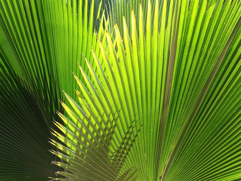 Close-up of Palm Leaf — Green, Natural, Afternoon, Photograph
