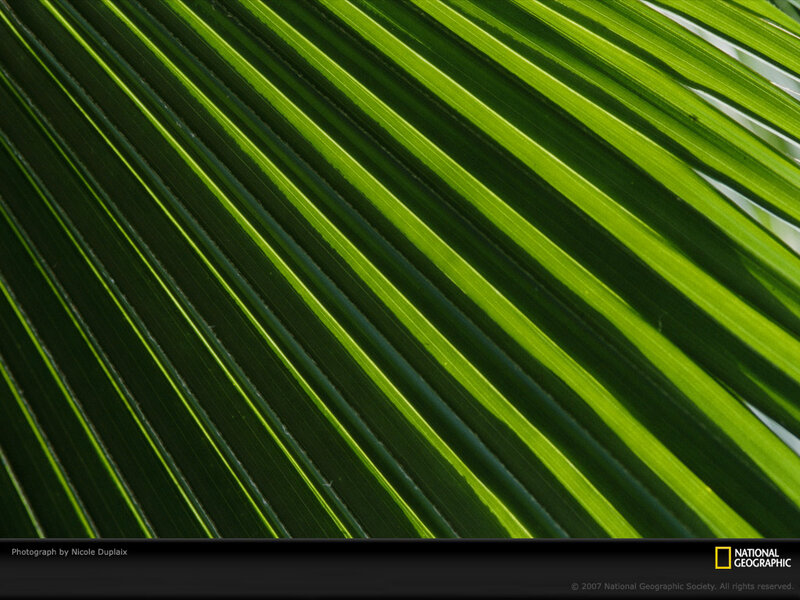 Close-up of Palm Leaf — Green, Natural, Photograph