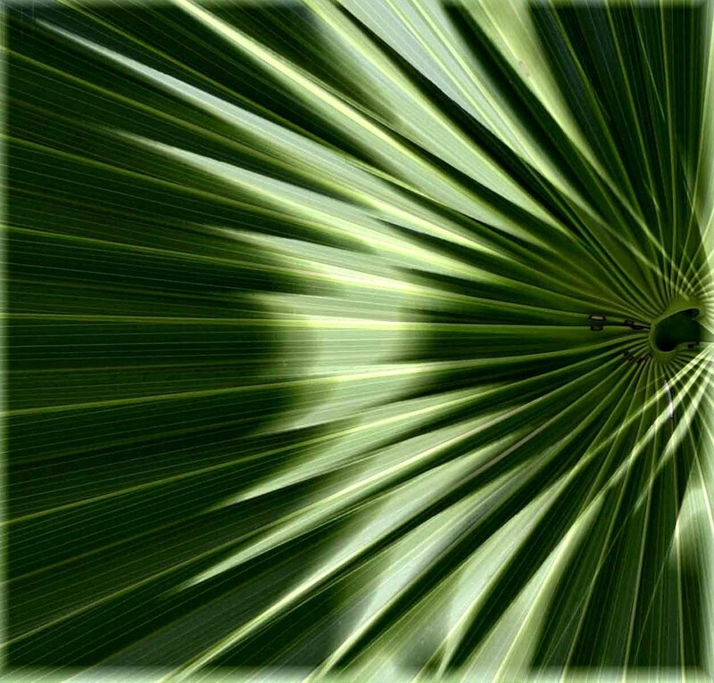 Close-up of Palm Leaf — Green, Natural