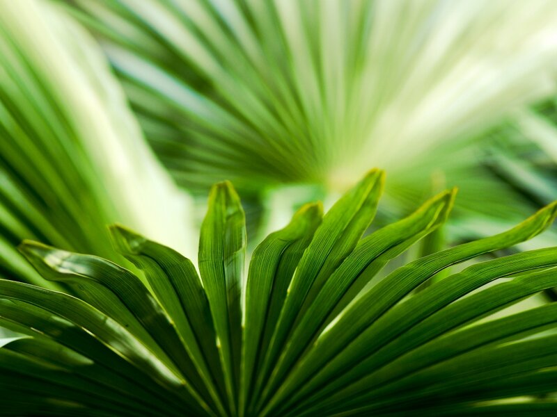 Close-up of Palm Leaf — Green, Serene