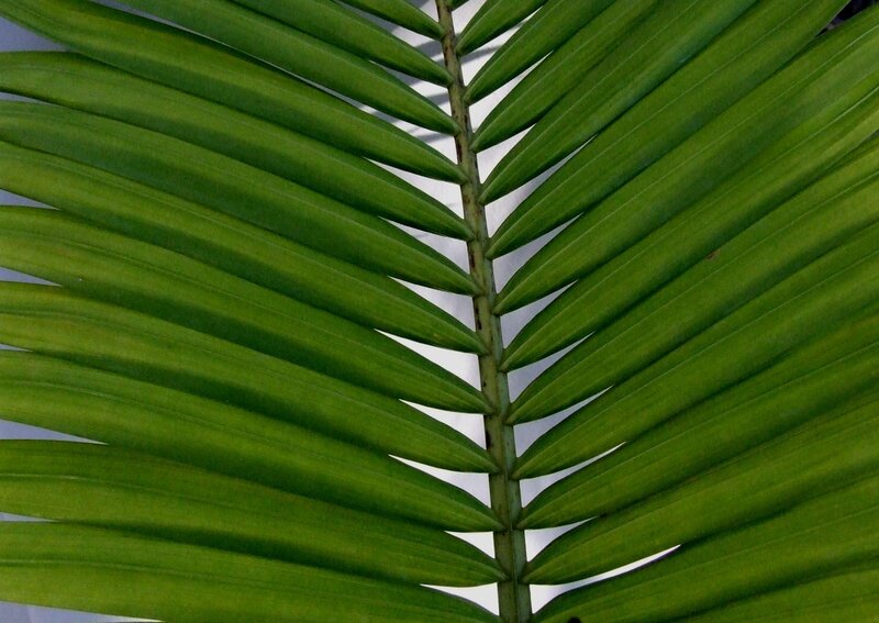 Close-up of Palm Leaf — Green