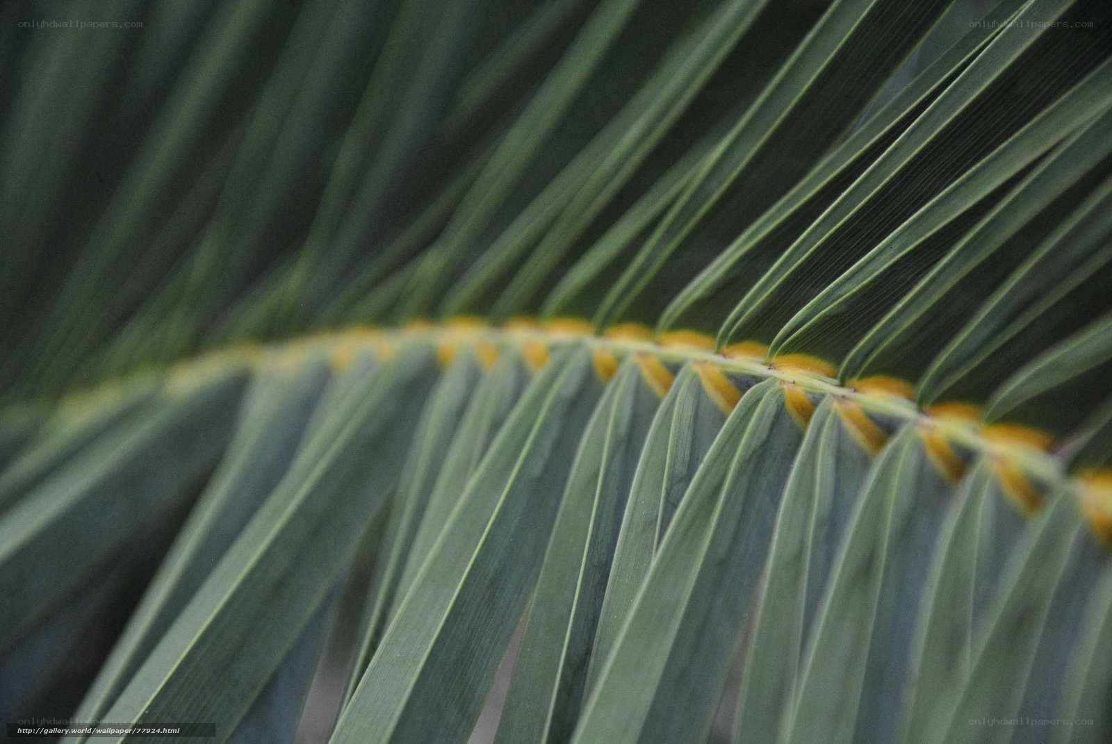Close-up of palm leaf
