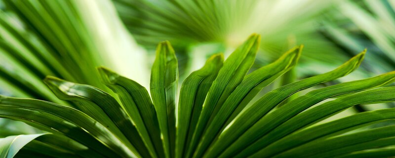 Close-up of Palm Leaves — Green, Serene, Photograph