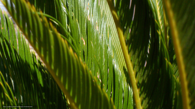 Close-up of Palm Leaves — Green