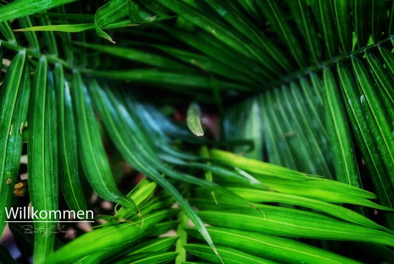 Close-up of Palm Leaves