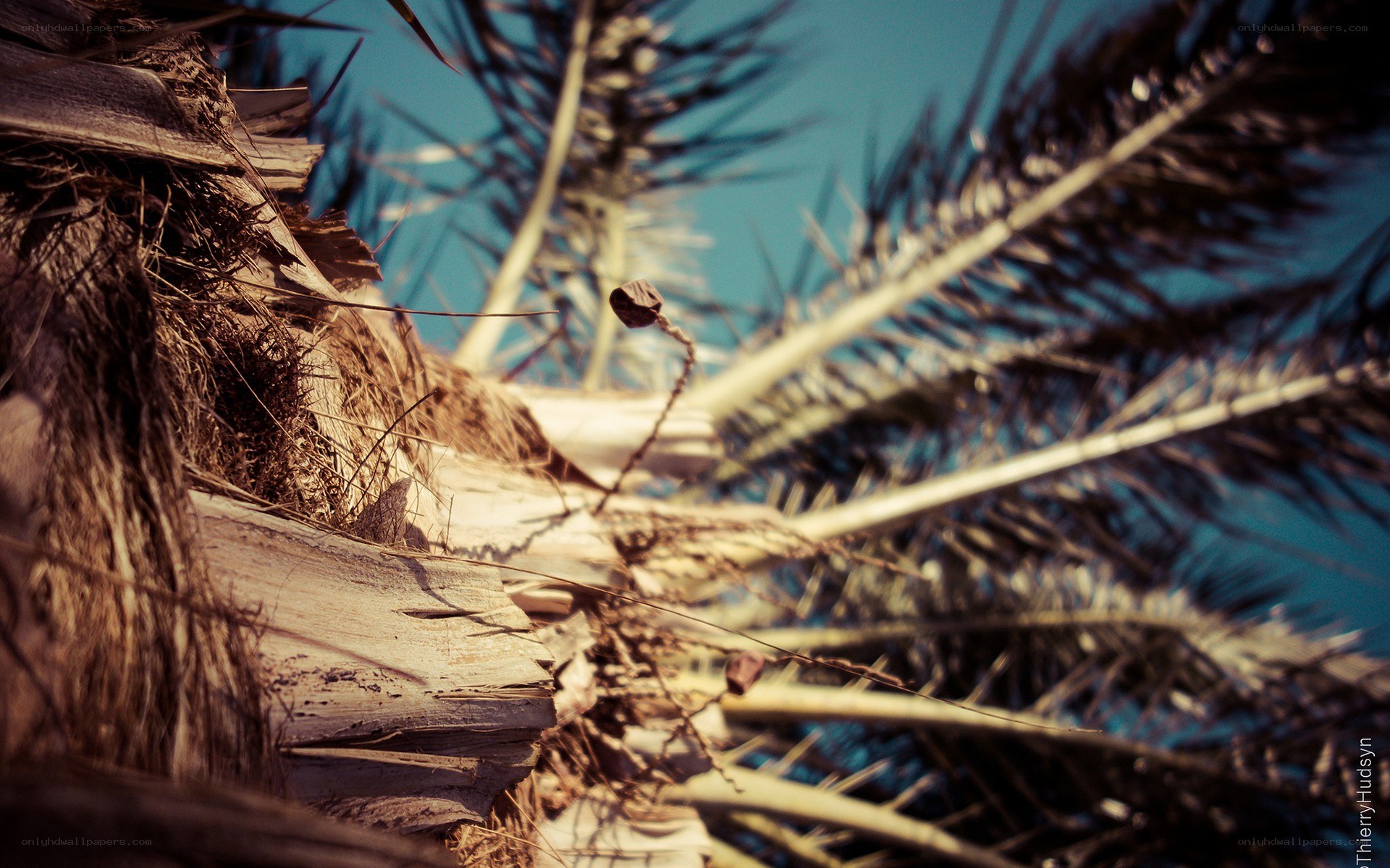 close-up of palm tree trunk