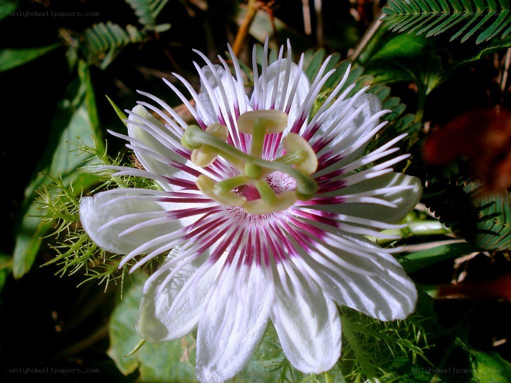 close-up of passionflower