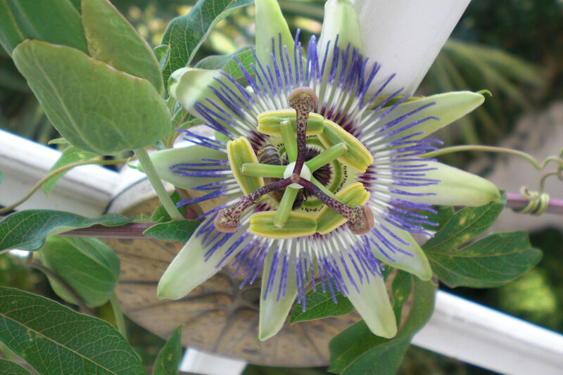 close-up of passionflower