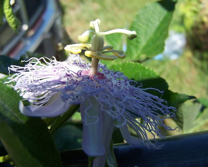 close-up of passionflower