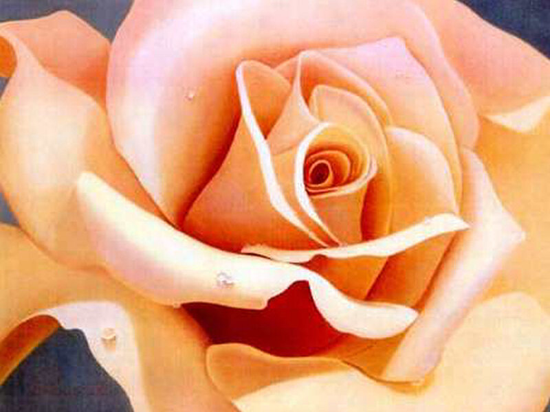 Close-up of Peach Rose — Calm, Painting