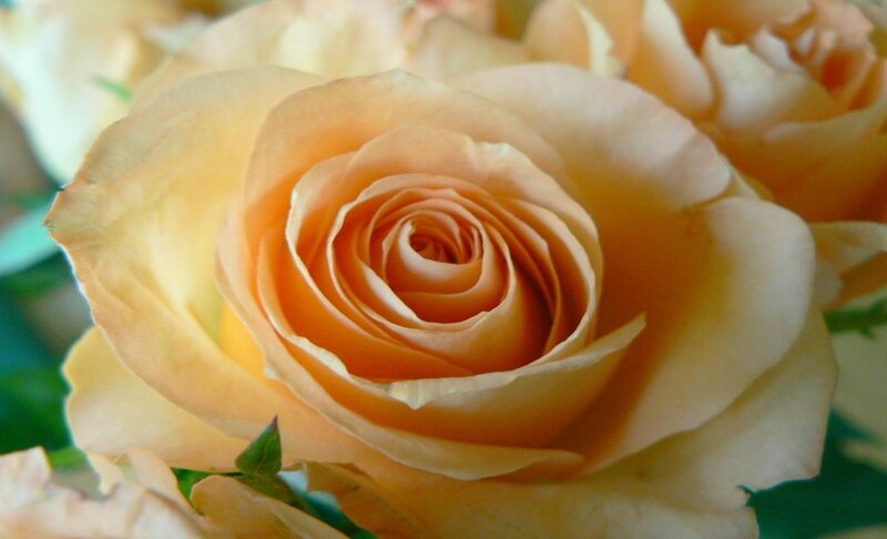 Close-up of Peach Rose — Calm, Photograph, Petals, Green Leaves