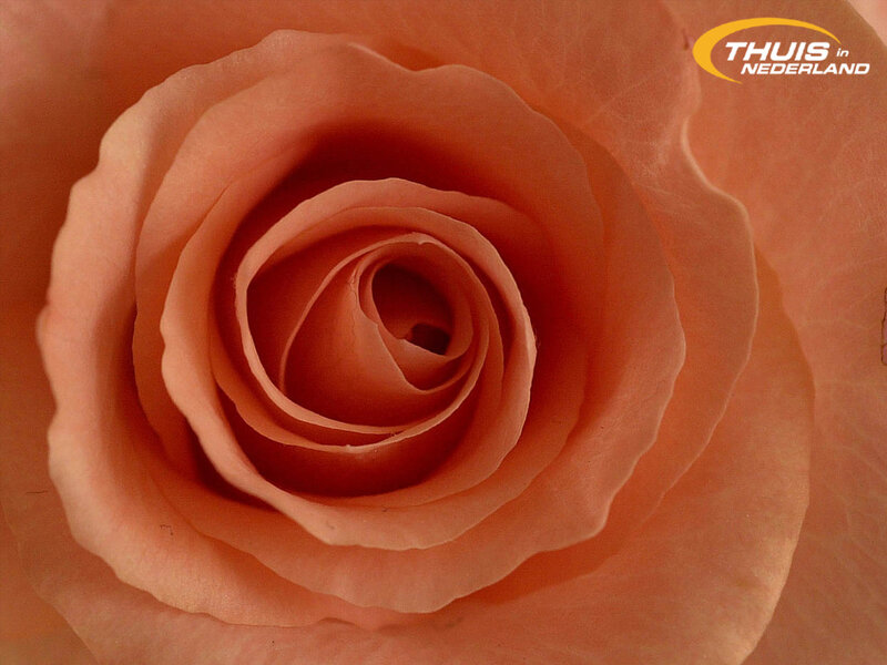 Close-up of Peach Rose — Calm