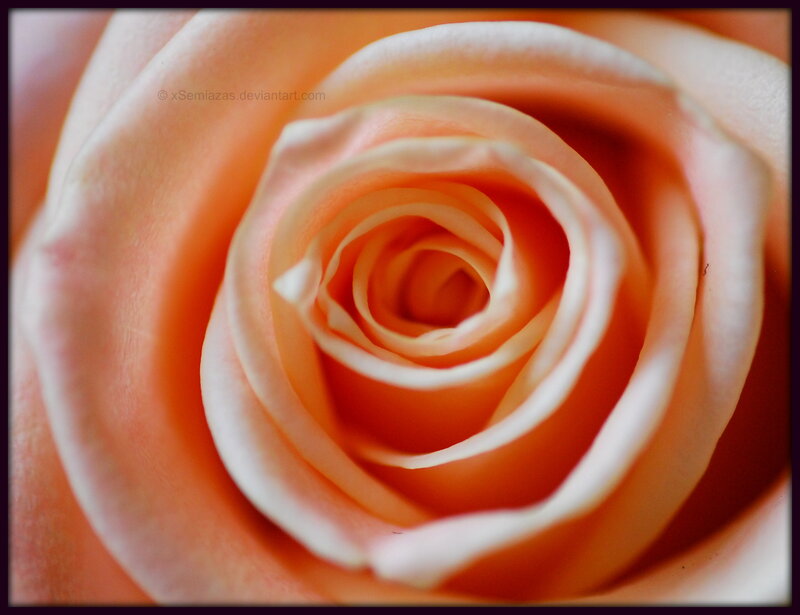 Close-up of Peach Rose — Serene, Photograph, Petals