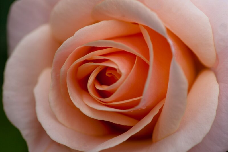 Close-up of Peach Rose — Serene