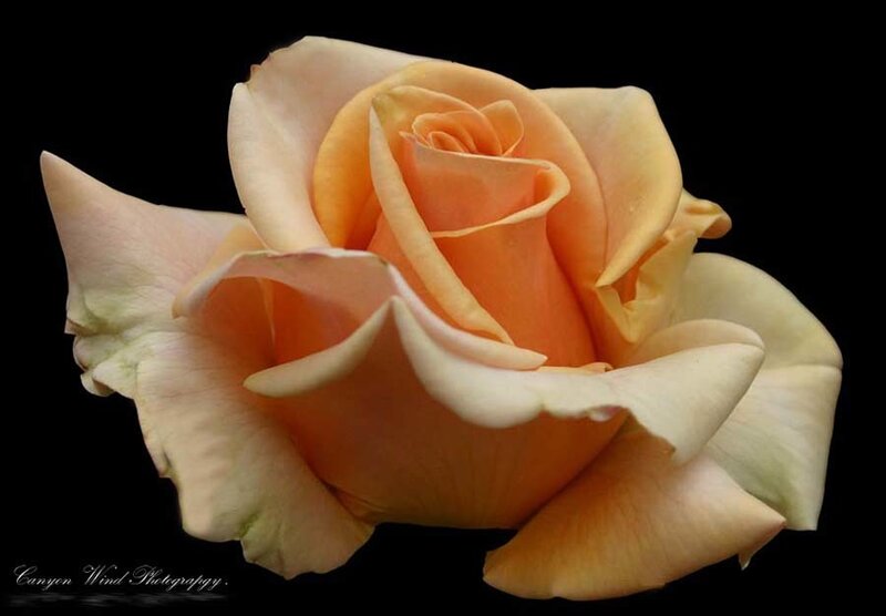 Close-up of Peach Rose