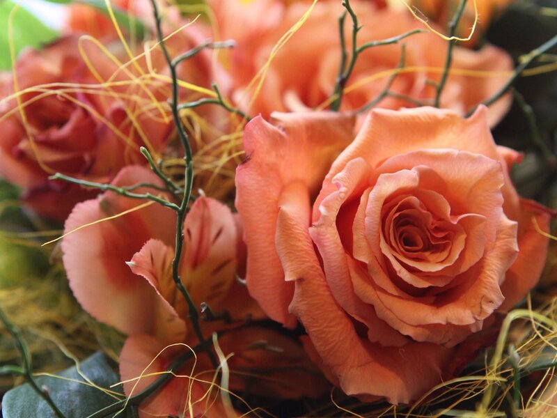 Close-up of peach roses