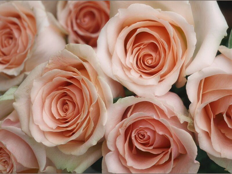 Close-up of peach roses