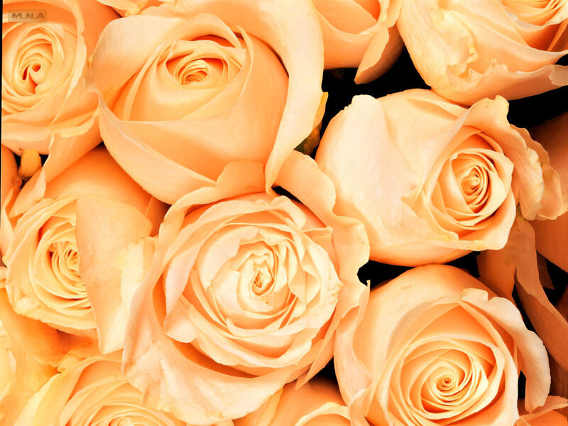 close-up of peach roses