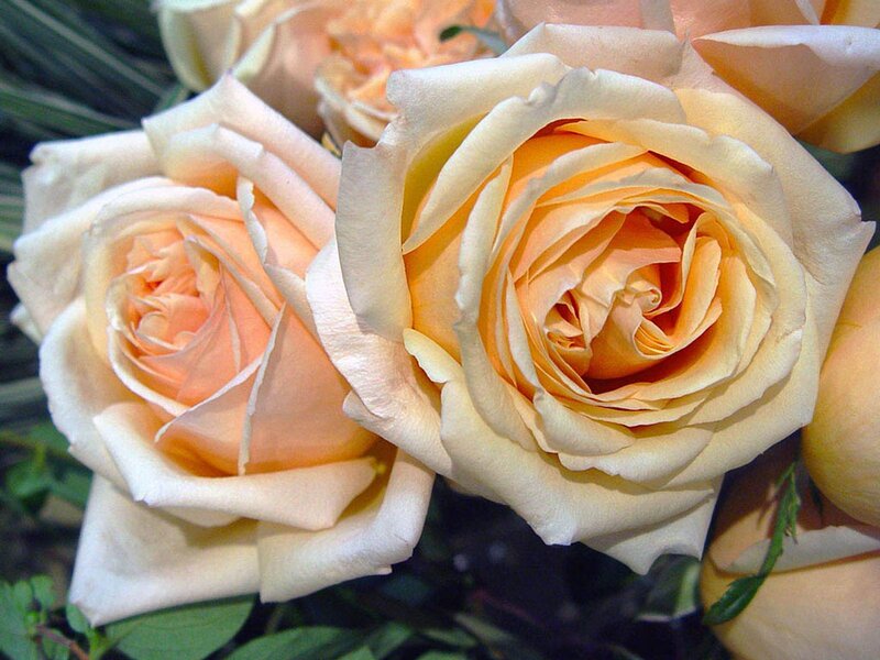 Close-up of peach roses