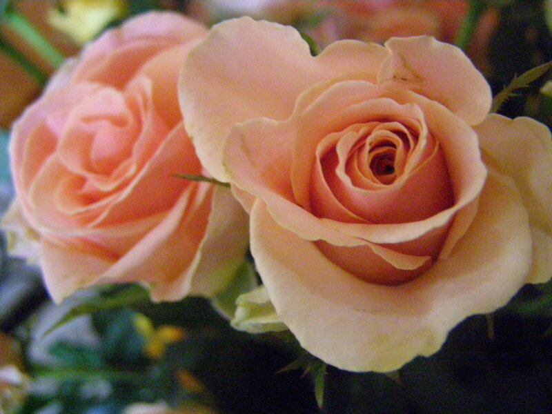 Close-up of peach roses