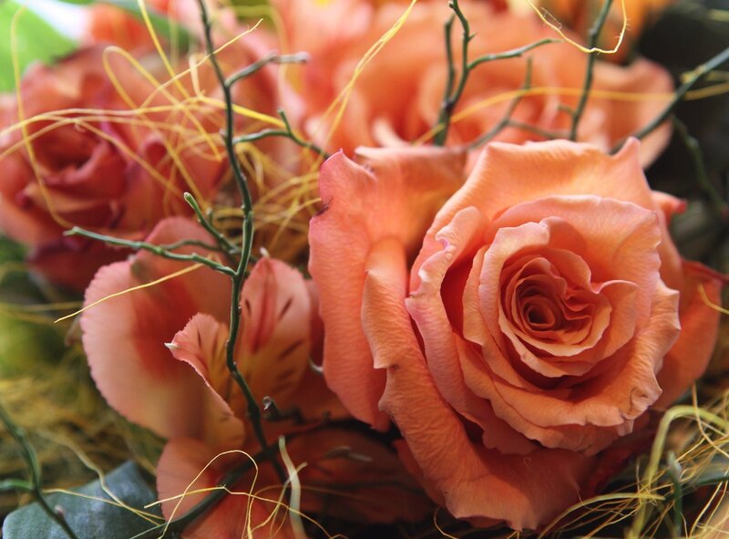 Close-up of peach roses