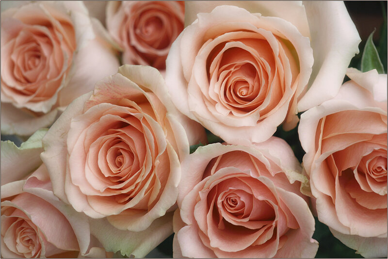 Close-up of peach roses