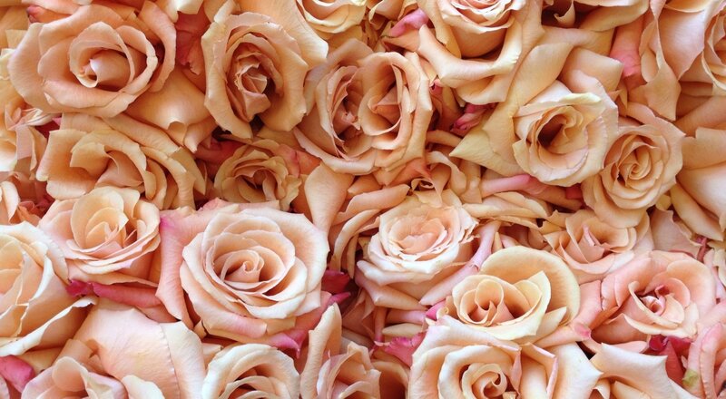 Close-up of Peach Roses — Calm, Photograph
