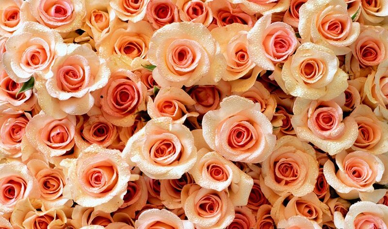 Close-up of Peach Roses — Calm