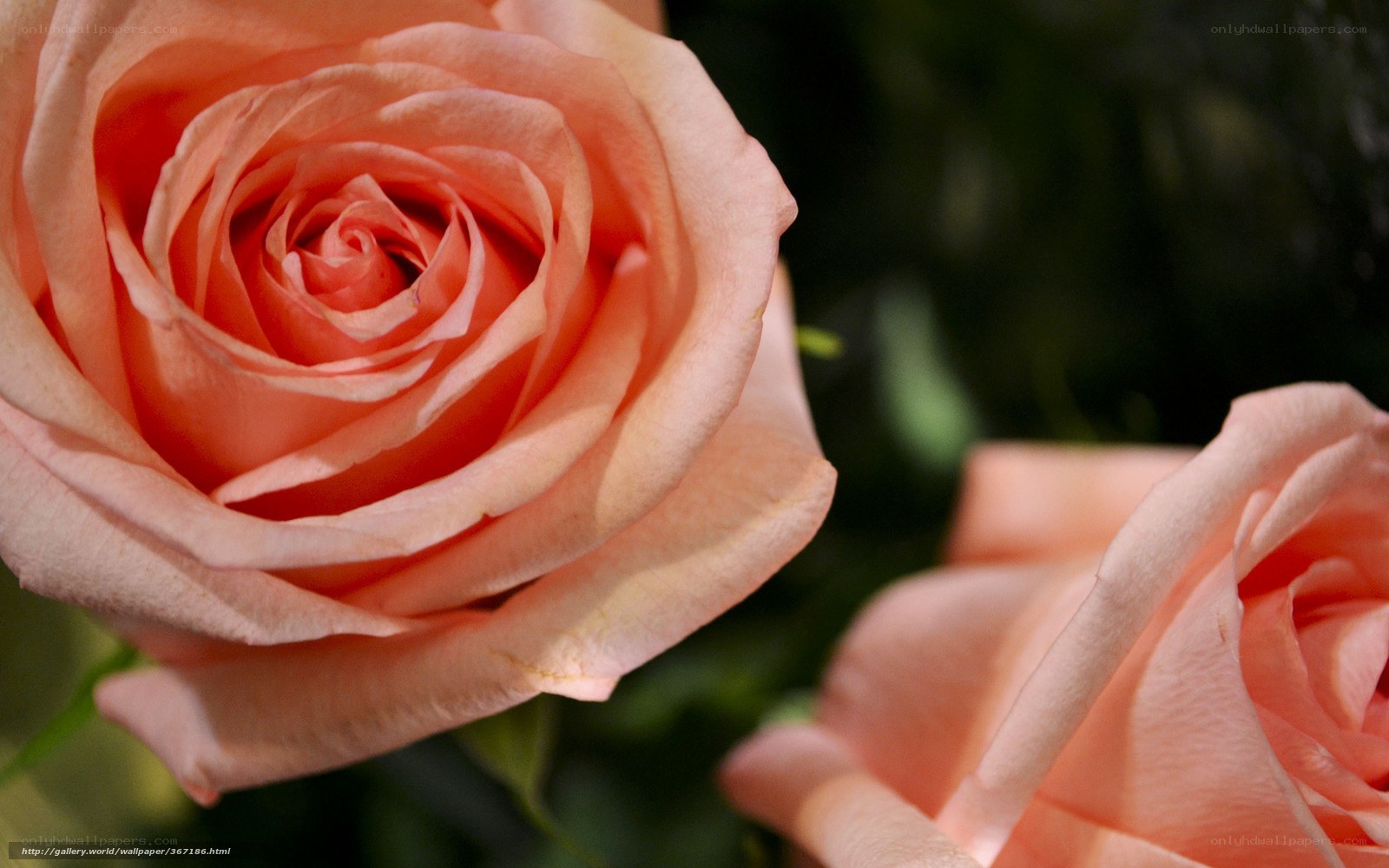 Close-up of peach roses