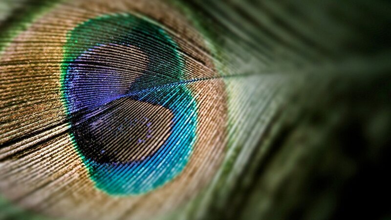 close-up of peacock feather