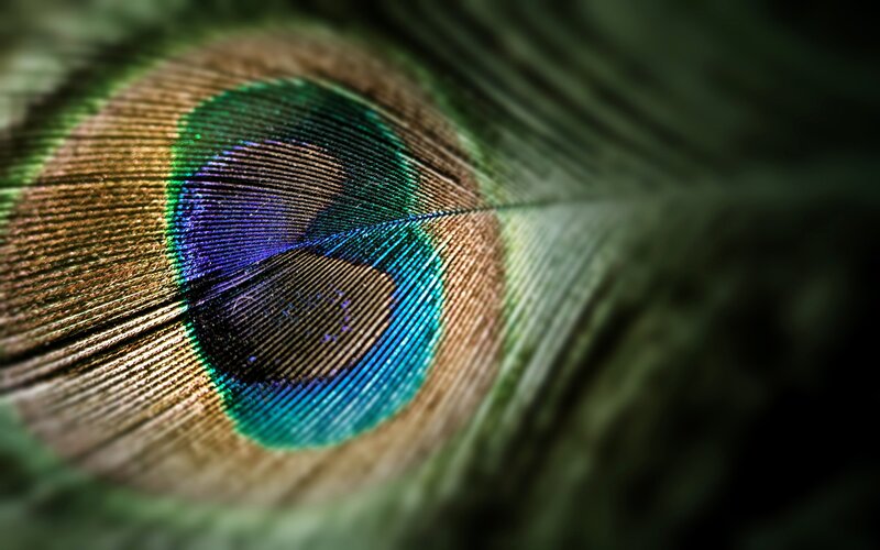 close-up of peacock feather