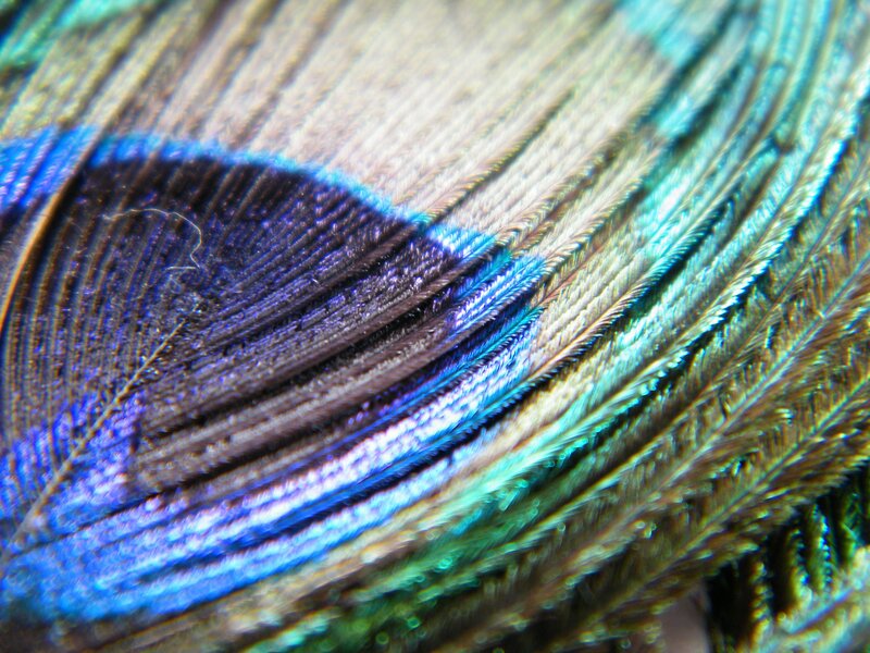 Close-up of peacock feather