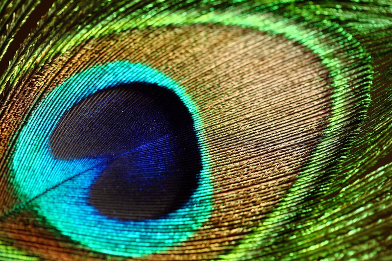 Close-up of peacock feather