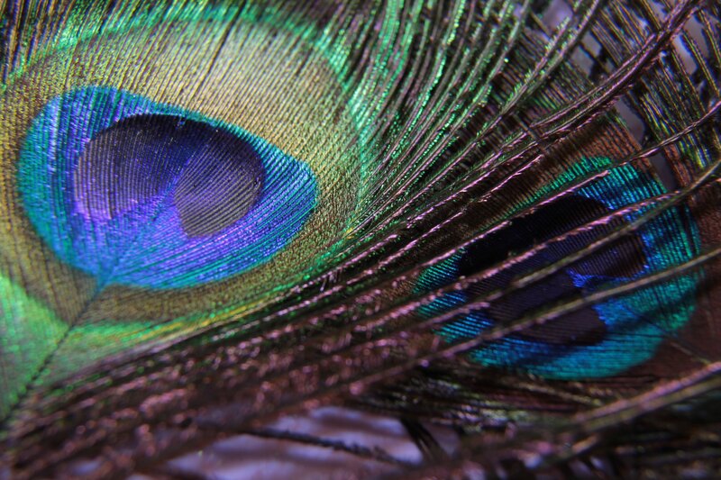Close-up of peacock feather