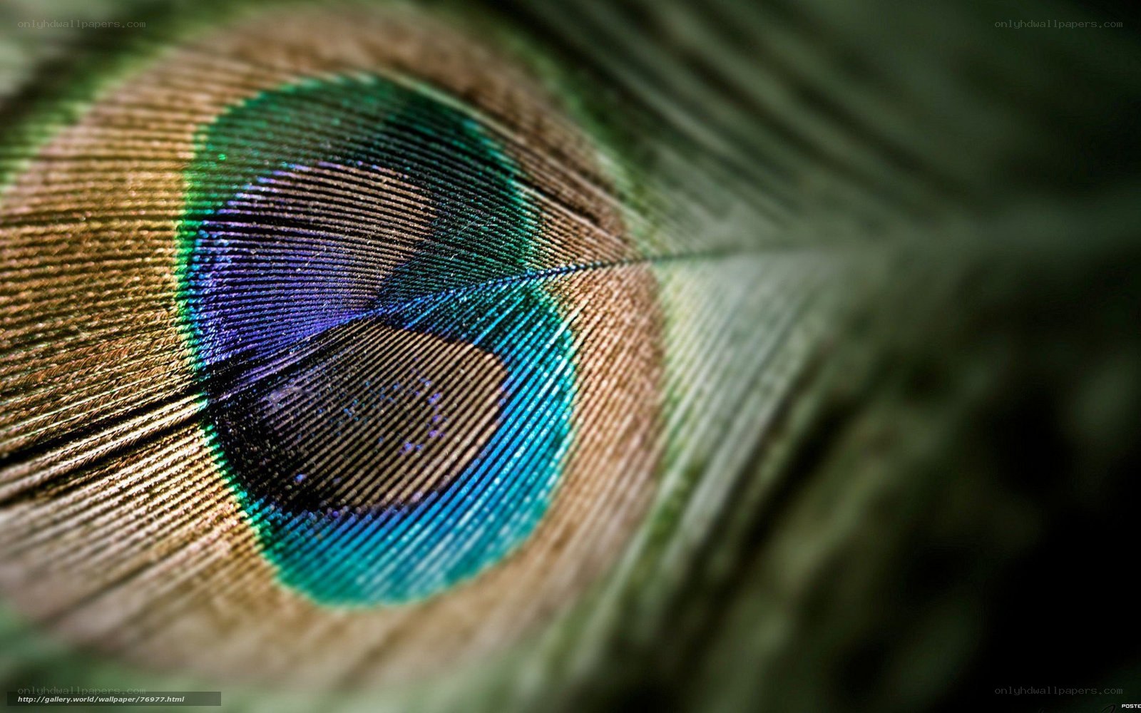 Close-up of peacock feather