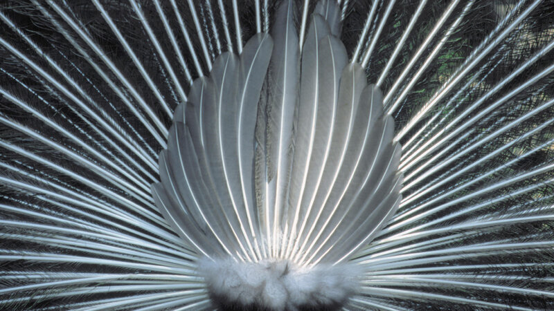 close-up of peacock feathers